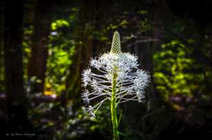 Bear Grass-4008.jpg Bear Grass-4008.jpg